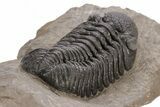 Phacopid (Morocops) Trilobite - Foum Zguid, Morocco #221205-3